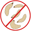 Maggot Control Tootgarook