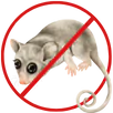 Possum Removal Tootgarook